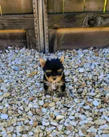 Yoda, a male Yorkshire Terrier for sale in Lindsay, CA – Photo 3 of 4