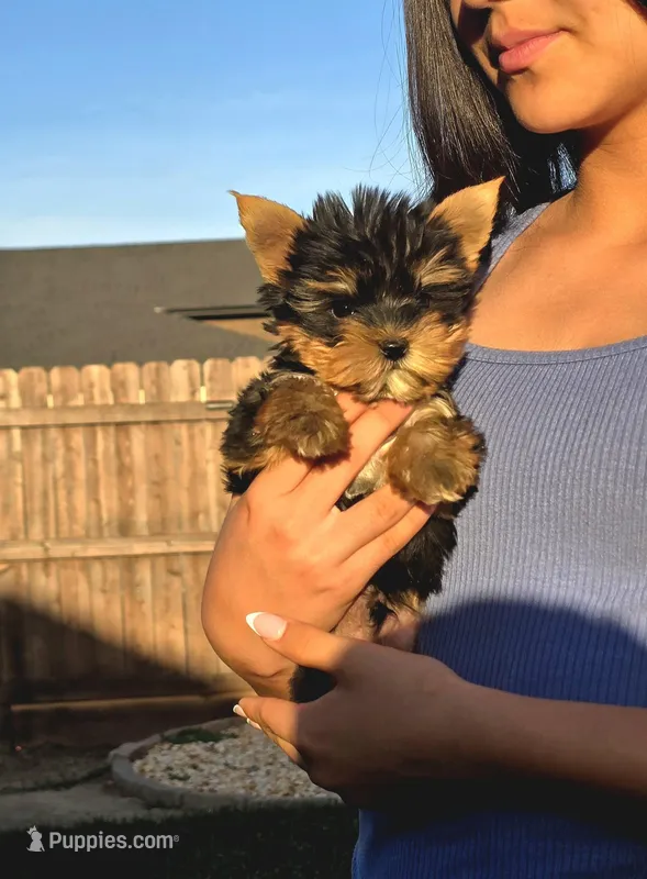 Yoda – Yorkshire Terrier puppy for sale in Lindsay, CA