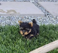 Tony, a male Yorkshire Terrier for sale in Lindsay, CA – Photo 2 of 6