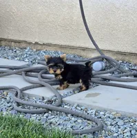 Tony, a male Yorkshire Terrier for sale in Lindsay, CA – Photo 6 of 6