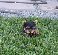 Tony, a male Yorkshire Terrier for sale in Lindsay, CA – Photo 5 of 6