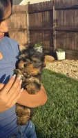 Tony, a male Yorkshire Terrier for sale in Lindsay, CA – Photo 4 of 6
