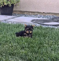 Tony, a male Yorkshire Terrier for sale in Lindsay, CA – Photo 1 of 6