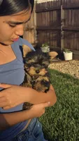 Tony, a male Yorkshire Terrier for sale in Lindsay, CA – Photo 3 of 6
