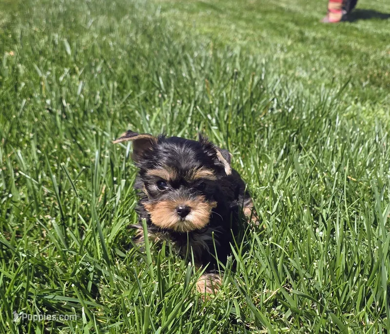 Kiwi – Yorkshire Terrier puppy for sale in Lindsay, CA