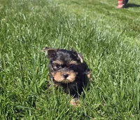 Kiwi, a female Yorkshire Terrier for sale in Lindsay, CA – Photo 1 of 4
