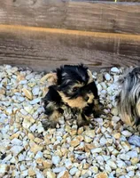 Kiwi, a female Yorkshire Terrier for sale in Lindsay, CA – Photo 2 of 4