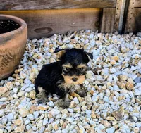 Kiwi, a female Yorkshire Terrier for sale in Lindsay, CA – Photo 3 of 4