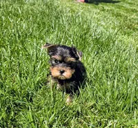 Kiwi, a female Yorkshire Terrier for sale in Lindsay, CA – Photo 4 of 4