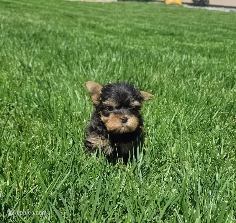 Tiger, a male Yorkshire Terrier for sale in Lindsay, CA – Photo 1 of 3