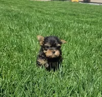 Tiger, a male Yorkshire Terrier for sale in Lindsay, CA – Photo 1 of 3