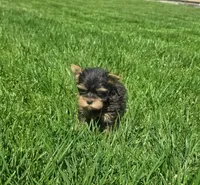 Tiger, a male Yorkshire Terrier for sale in Lindsay, CA – Photo 3 of 3