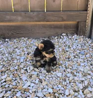 Tiger, a male Yorkshire Terrier for sale in Lindsay, CA – Photo 2 of 3