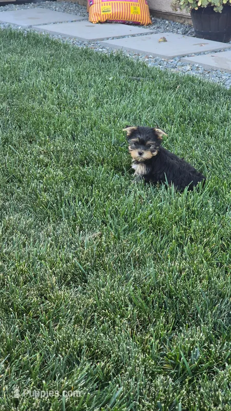 Kiwi – Yorkshire Terrier puppy for sale in Lindsay, CA