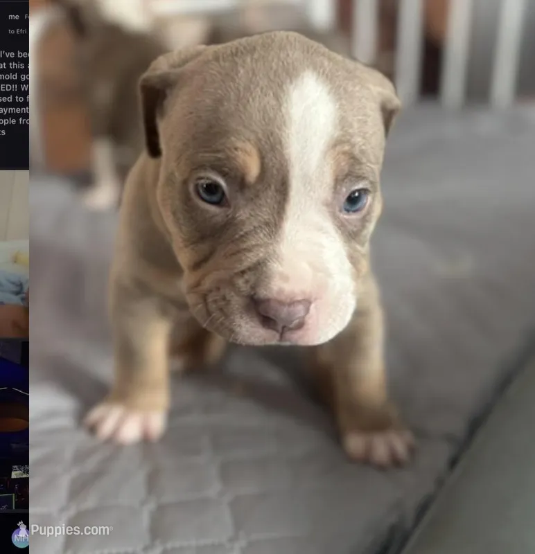 Milo  – American Pit Bull Terrier puppy for sale in New York, NY
