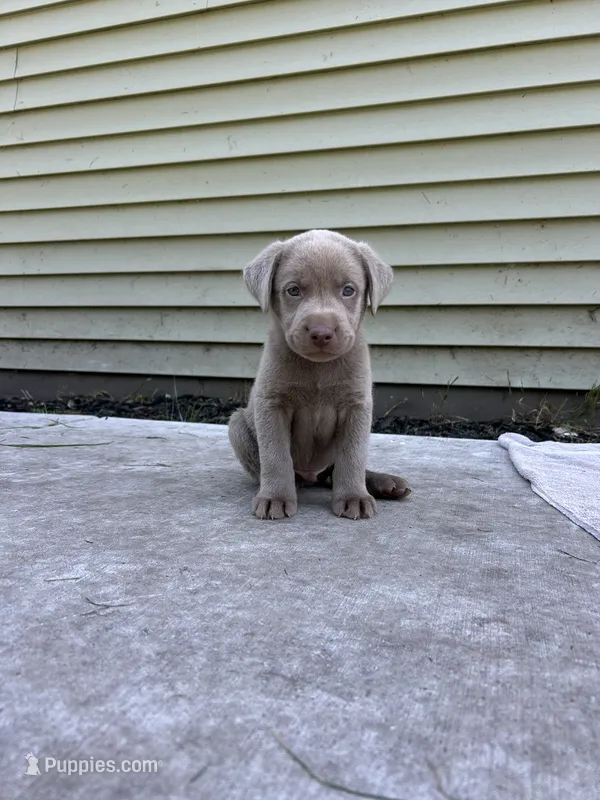Boy 1 – Labrador Retriever puppy for sale in Ulen, MN