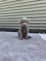 Boy 1, a male Labrador Retriever for sale in Ulen, MN – 1 of 1