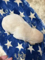 Little Boy, a male Labrador Retriever for sale in Ulen, MN – Photo 6 of 7