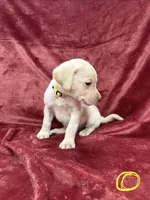 Little Boy, a male Labrador Retriever for sale in Ulen, MN – Photo 3 of 7