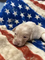 Little Boy, a male Labrador Retriever for sale in Ulen, MN – Photo 4 of 7