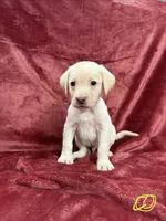 Little Boy, a male Labrador Retriever for sale in Ulen, MN – Photo 2 of 7