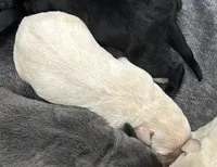 Little Boy, a male Labrador Retriever for sale in Ulen, MN – Photo 5 of 7