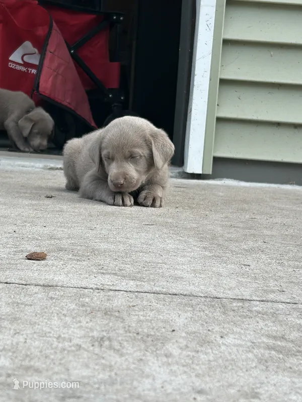 Boy 3 – Labrador Retriever puppy for sale in Ulen, MN