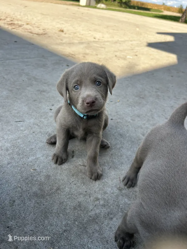 Boy 1 – Labrador Retriever puppy for sale in Ulen, MN