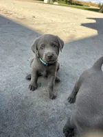 Boy 1, a male Labrador Retriever for sale in Ulen, MN – 1 of 1