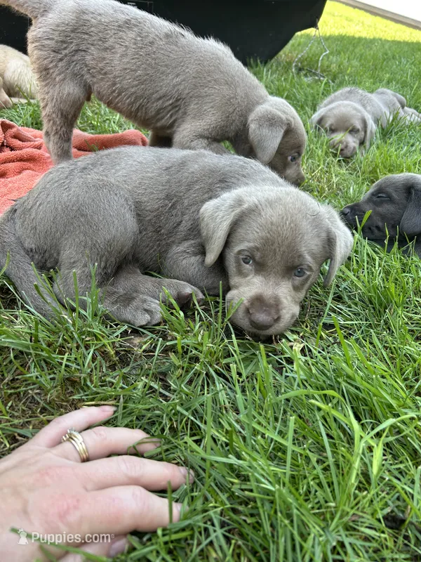 Silver Girl – Labrador Retriever puppy for sale in Ulen, MN