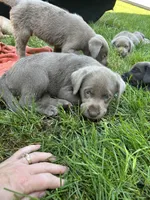 Silver Girl, a female Labrador Retriever for sale in Ulen, MN – 1 of 1