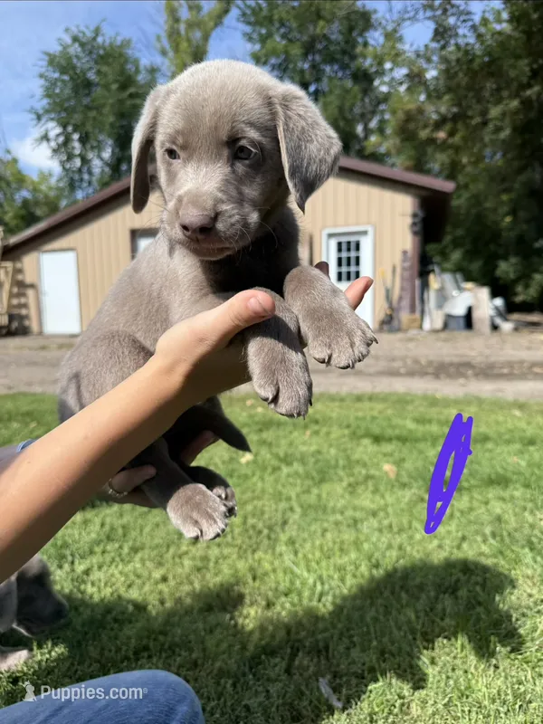 Boy 1 – Labrador Retriever puppy for sale in Ulen, MN