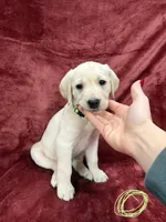 6, a female Labrador Retriever for sale in Ulen, MN – Photo 1 of 5