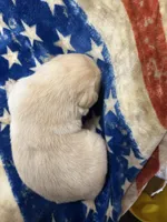 6, a female Labrador Retriever for sale in Ulen, MN – Photo 3 of 5