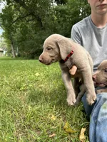 Red Boy, a male Labrador Retriever for sale in Ulen, MN – 2 of 3
