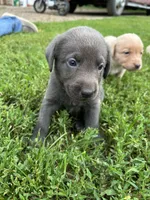 Charcoal girl, a female Labrador Retriever for sale in Ulen, MN – 1 of 2