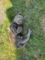 Boy 5, a male Labrador Retriever for sale in Ulen, MN – 2 of 2