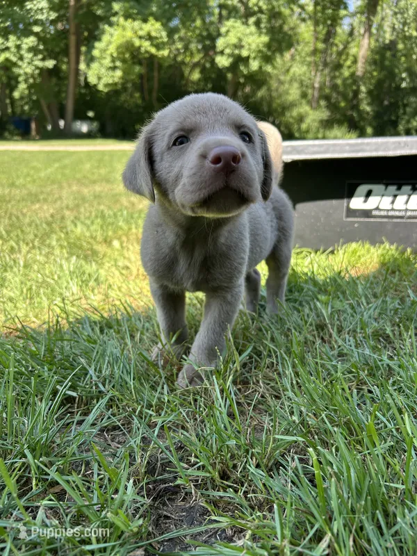 Boy 4 – Labrador Retriever puppy for sale in Ulen, MN