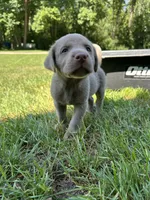 Boy 4, a male Labrador Retriever for sale in Ulen, MN – 1 of 2