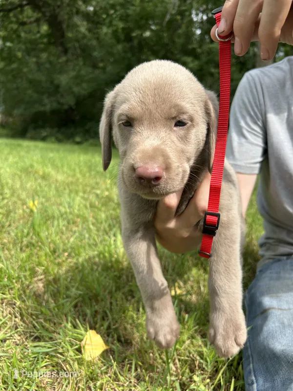 Red Boy – Labrador Retriever puppy on hold in Ulen, MN