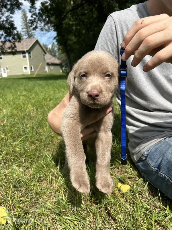 Blue Boy – Labrador Retriever puppy for sale in Ulen, MN