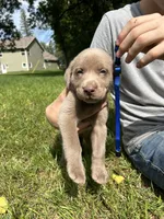 Blue Boy, a male Labrador Retriever for sale in Ulen, MN – 1 of 4