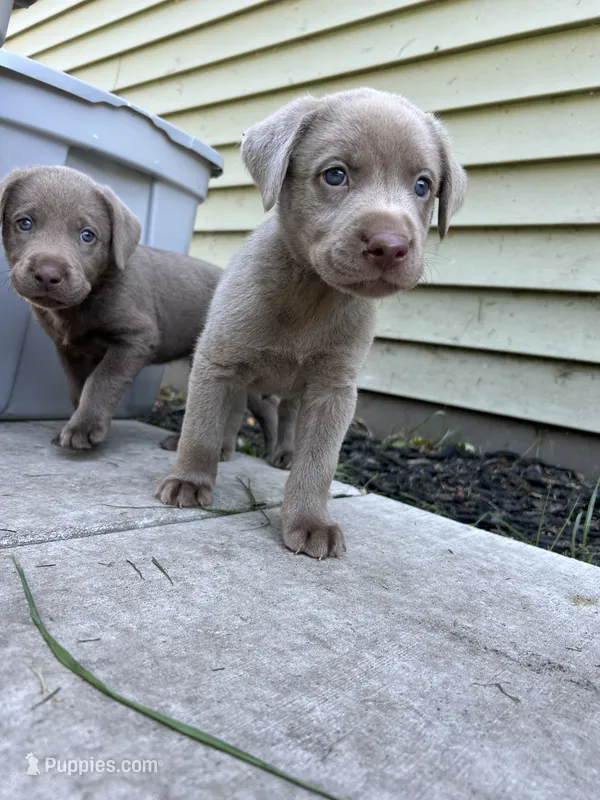 Boy 5 – Labrador Retriever puppy for sale in Ulen, MN