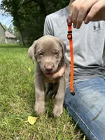 Orange Boy, a male Labrador Retriever for sale in Ulen, MN – 1 of 3