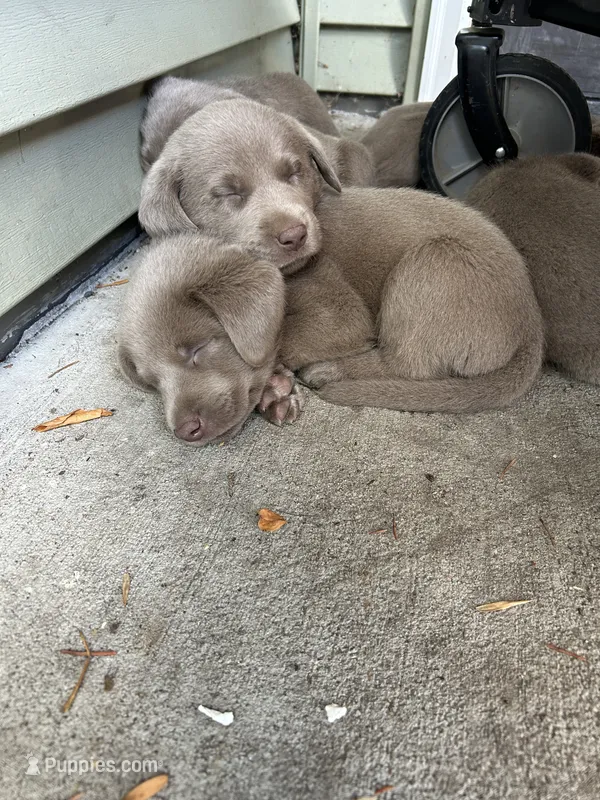 Boy 2 – Labrador Retriever puppy for sale in Ulen, MN