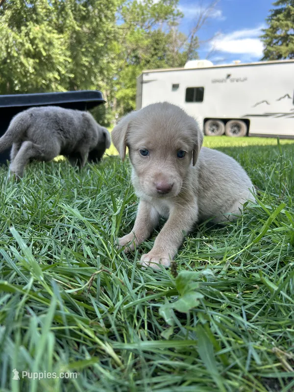 Yellow Female Pink Nose – Labrador Retriever puppy for sale in Ulen, MN
