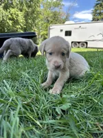 Yellow Female Pink Nose, a female Labrador Retriever for sale in Ulen, MN – 1 of 3