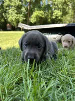 Charcoal girl, a female Labrador Retriever for sale in Ulen, MN – 2 of 2