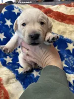 1, a male Labrador Retriever for sale in Ulen, MN – Photo 4 of 7