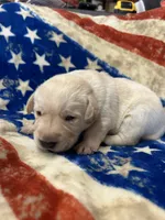 1, a male Labrador Retriever for sale in Ulen, MN – Photo 3 of 7